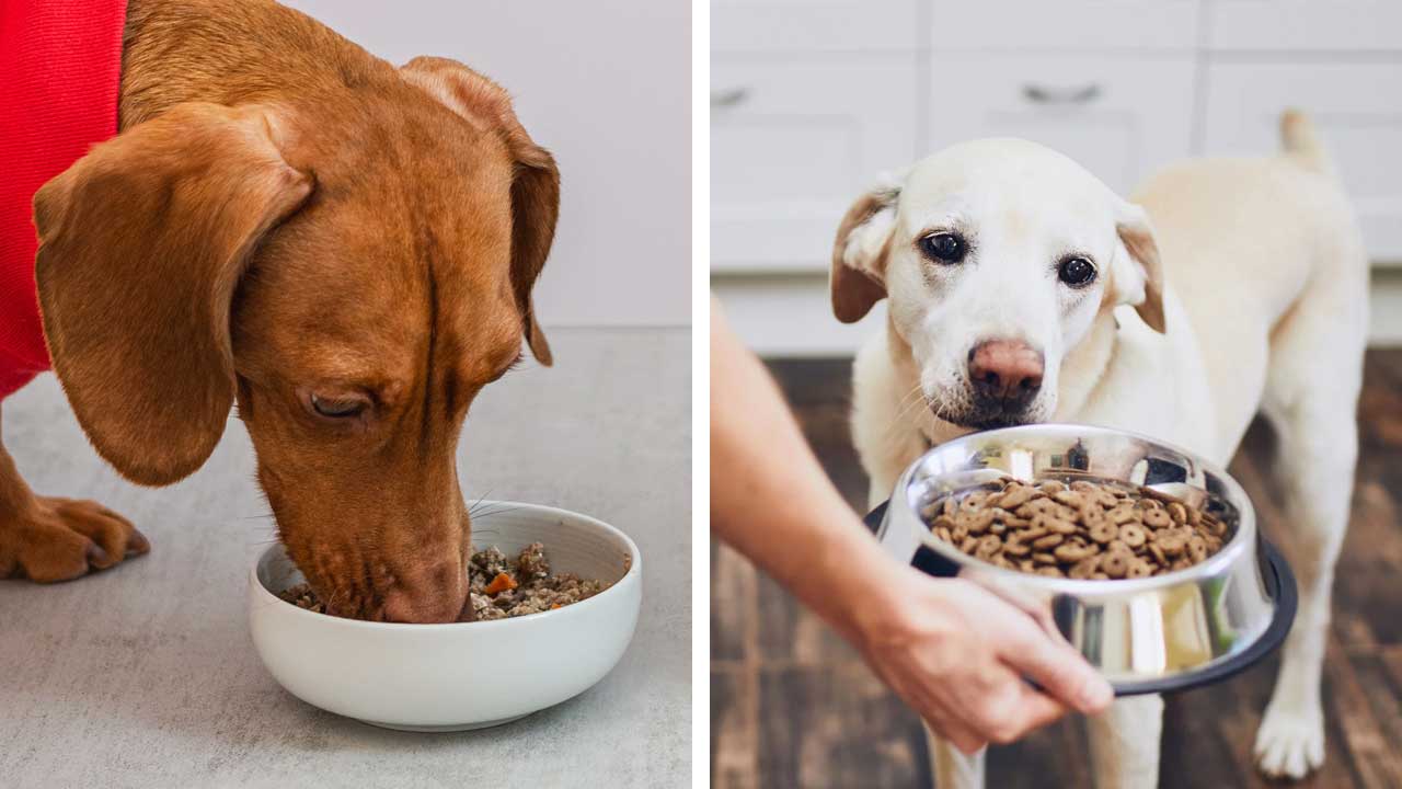 কুকুরের জন্য তৈরি প্যাকেটজাত খাবার না কি বাড়ির তৈরির খাবার, পোষ্যকে কোন খাবার খাওয়াবেন?