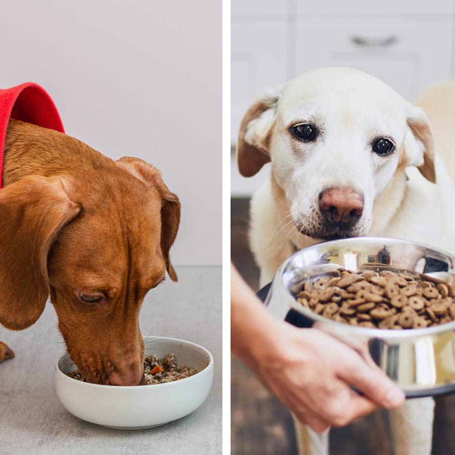 Homemade vs. Packaged Dog Food, The Best Choice for Your Dog’s Long-Term Health dgtl