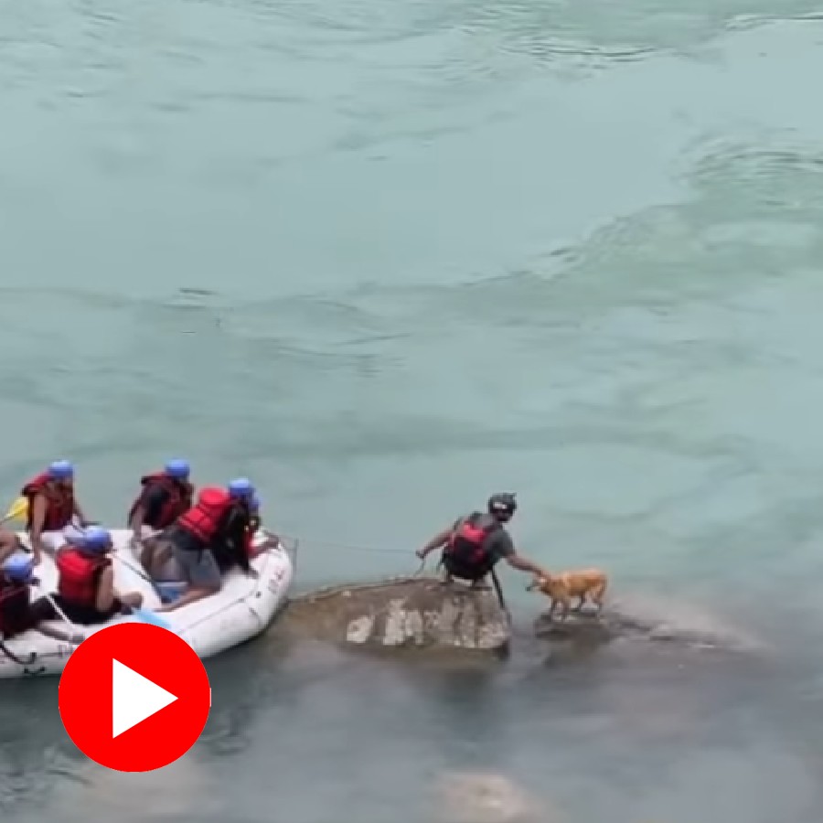 Video shows raft operators rescued stray dog from Ganga river