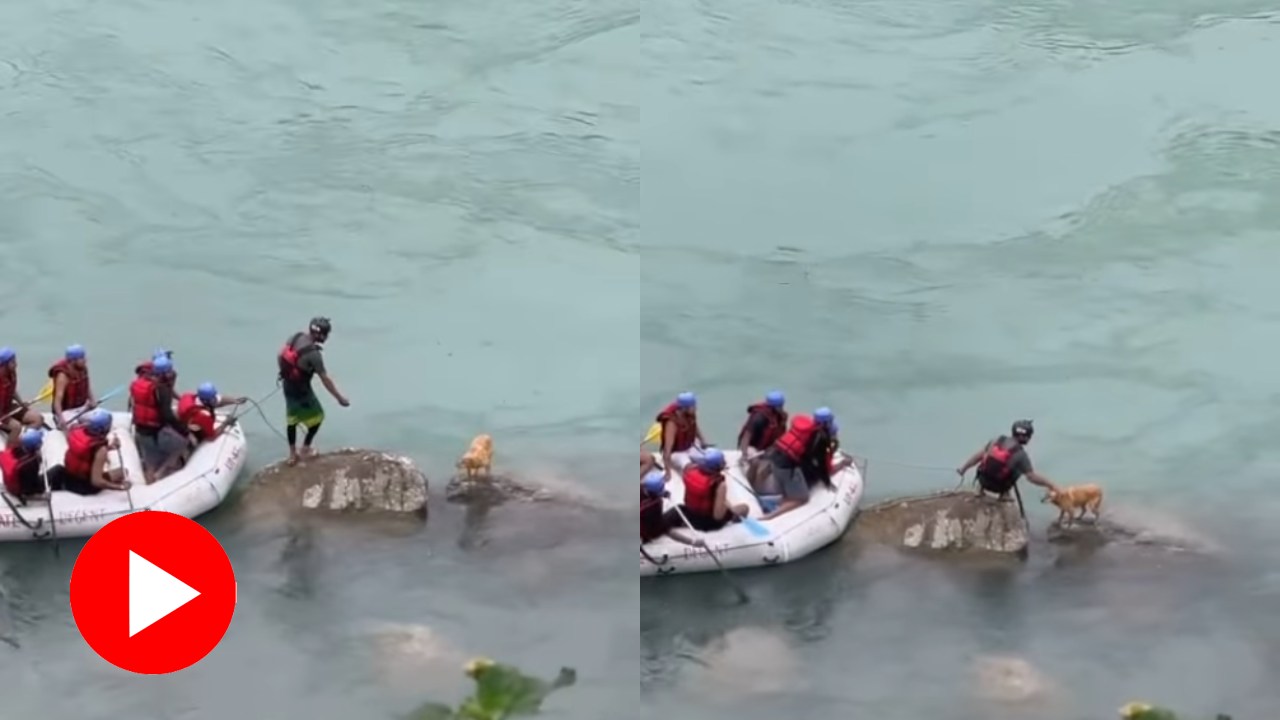 Video shows raft operators rescued stray dog from Ganga river