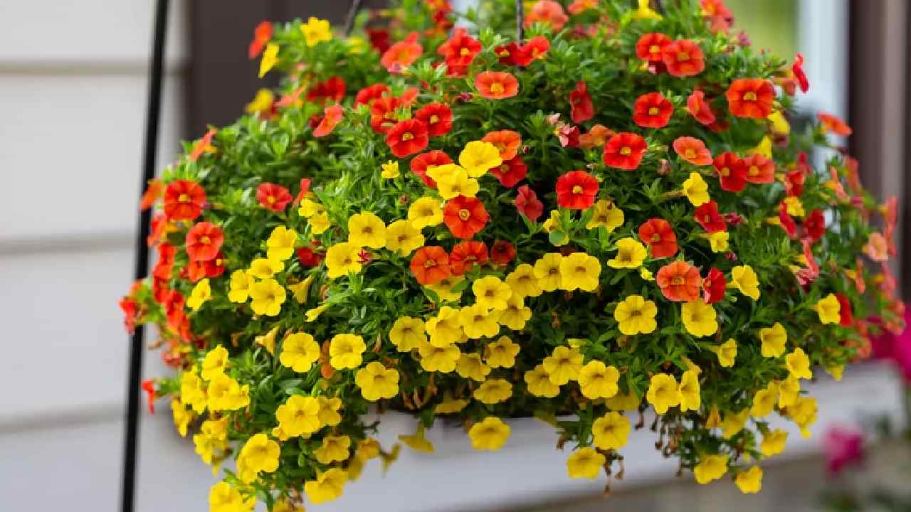 রঙিন ফুলে সাজুক বাড়ি। তালিকায় থাকবে কী কী।