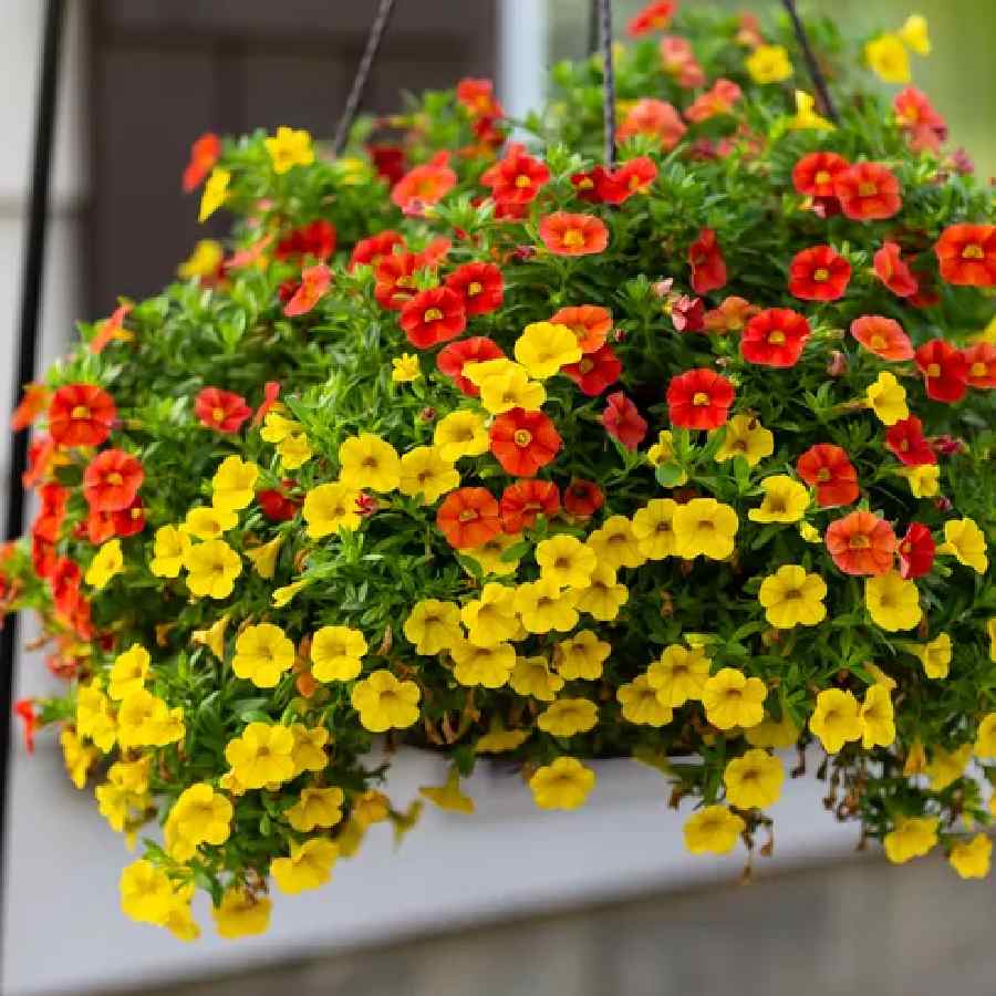 Cascading Plants That Look Like Colorful Waterfalls for Your Balcony Dgtl