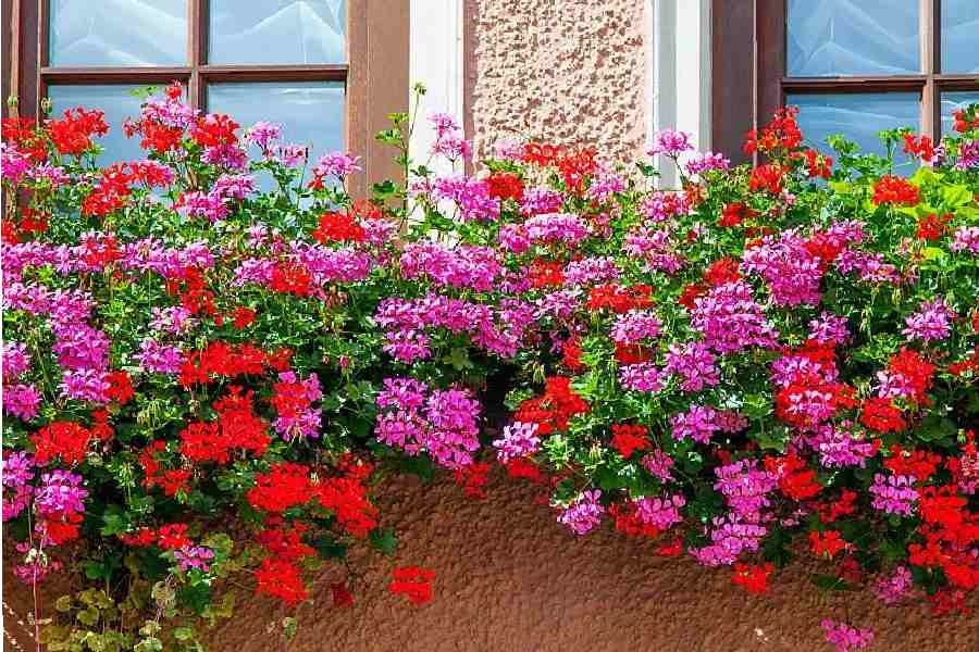 আইভি জেরেনিয়ামের শোভাও ভোল বদলে দিতে পারে বাড়ির।