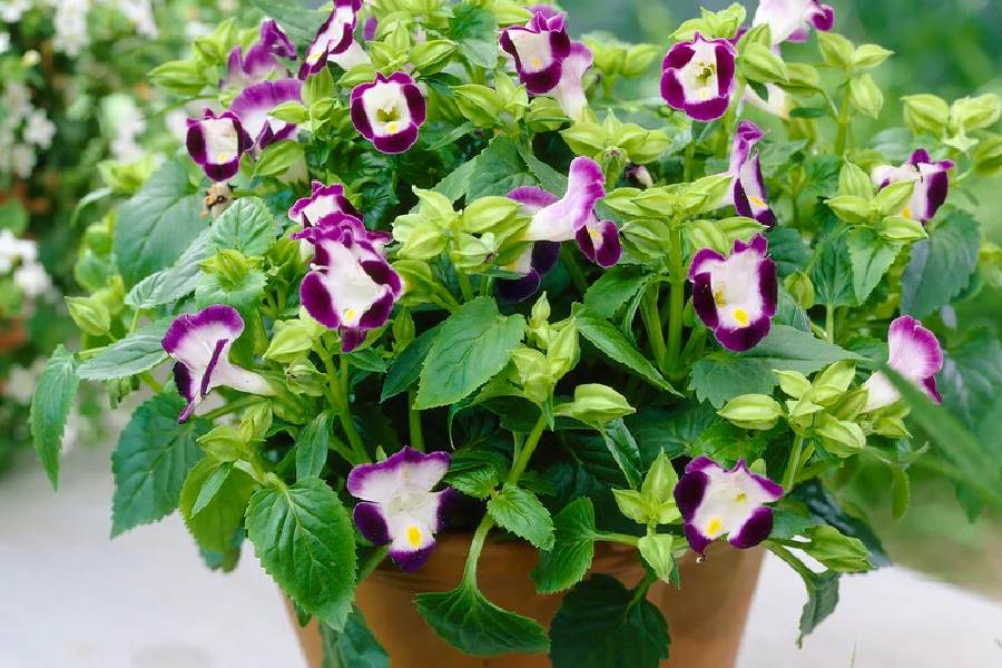 ঘর সাজাতে ব্যবহার করতে পারেন নানা রঙের উইশবোন ফুল।