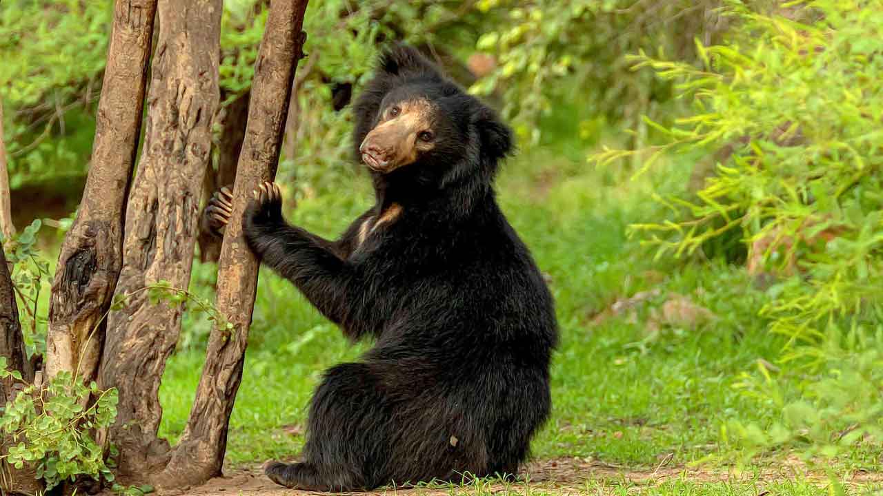 ভালুক দেখতেও সফর করা যায়। বাঘ দেখতে কানহা, পেঞ্চ যান লোকে, ভালুক দেখতে কোথায় যাওয়া যায়?