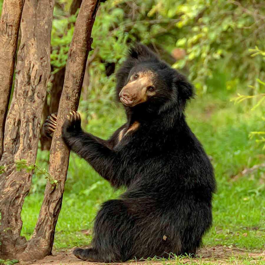 ভালুক দেখতেও সফর করা যায়। বাঘ দেখতে কানহা, পেঞ্চ যান লোকে, ভালুক দেখতে কোথায় যাওয়া যায়?