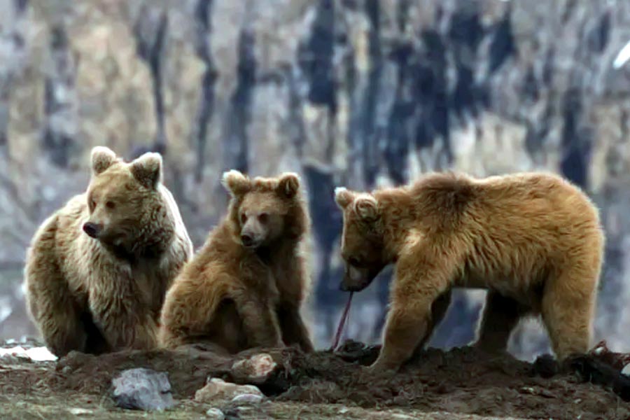 হিমালয়ান ব্রাউন বিয়ার।
