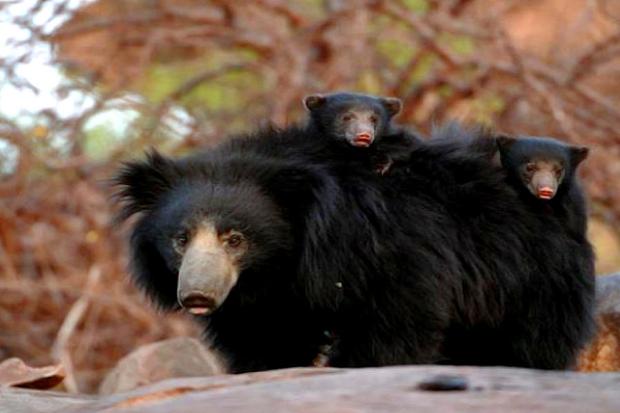 জেসোরে শাবক-সহ দেখা মেলে ভালুকের।