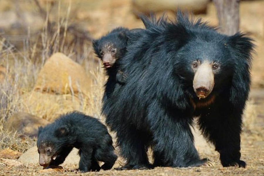 দারোজি অভয়ারণ্য স্লথ বিয়ার দেখতে যাওয়ার আদর্শ স্থান।