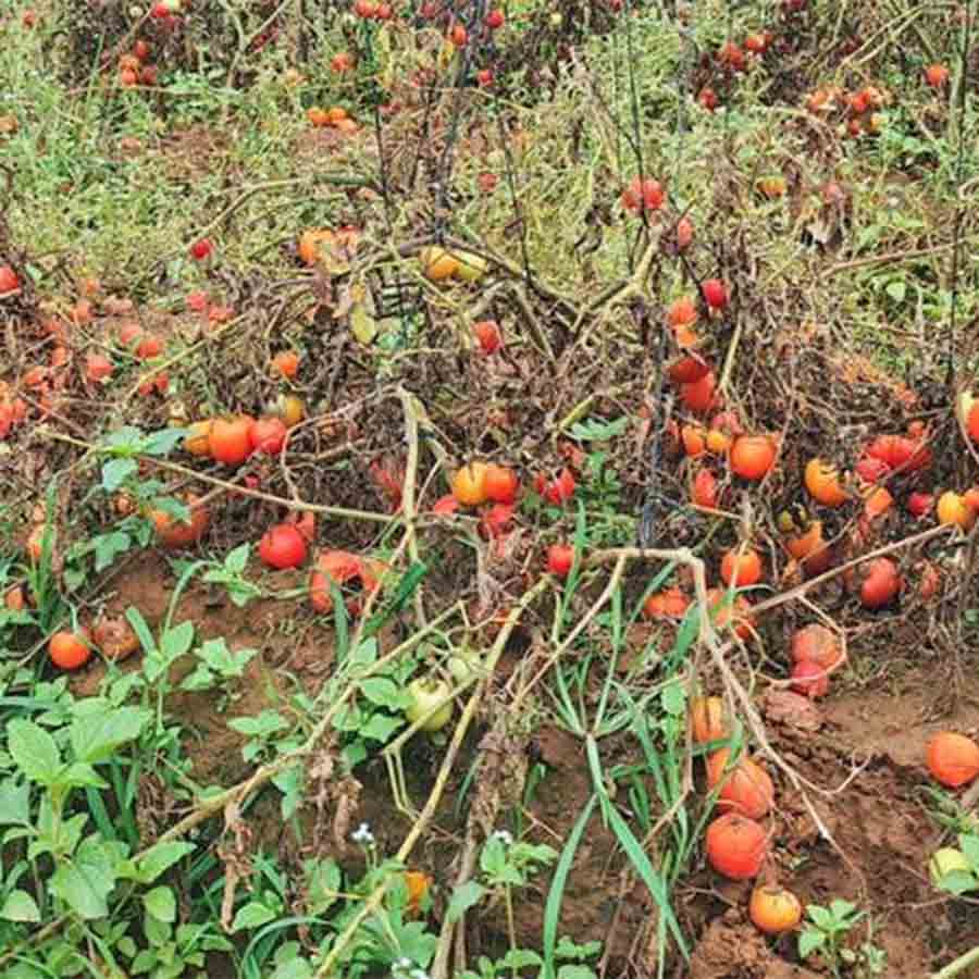 গাছেই পচছে টোম্যাটো। নিজস্ব চিত্র