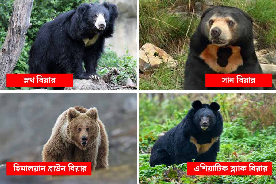 এই চার ধরনের ভালুকের দেখা মেলে ভারতে।