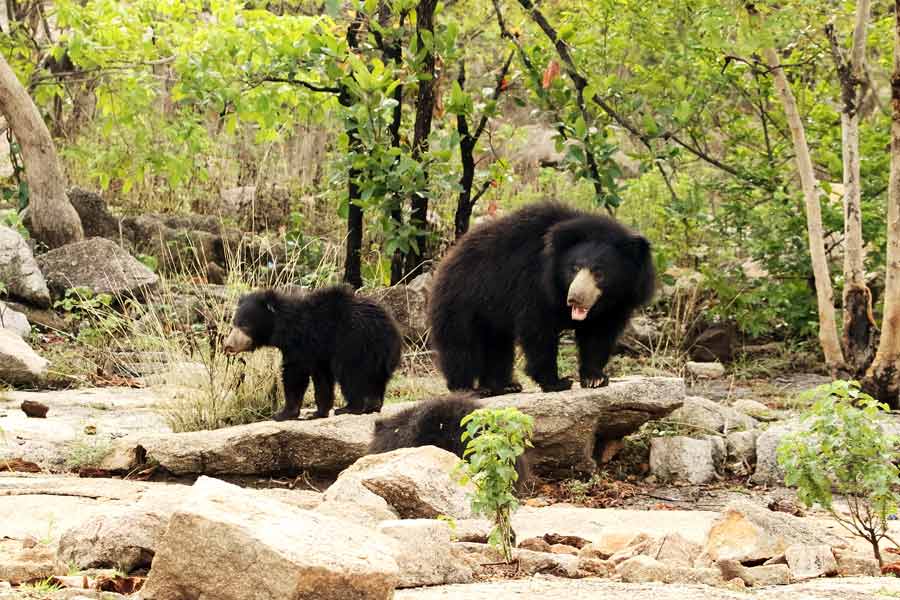চণ্ডীমাতার মন্দির সংলগ্ন অরণ্যে ভালুকের আনাগোনা নিয়মিত চোখে পড়ে।