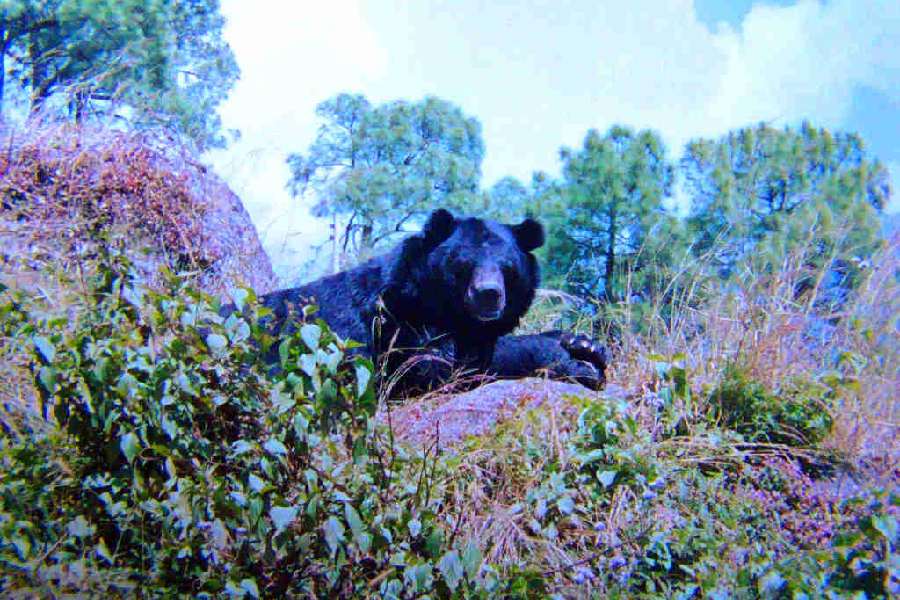 এখানে দেখা মেলে হিমালয়ান ব্ল্যাক বিয়ারের।