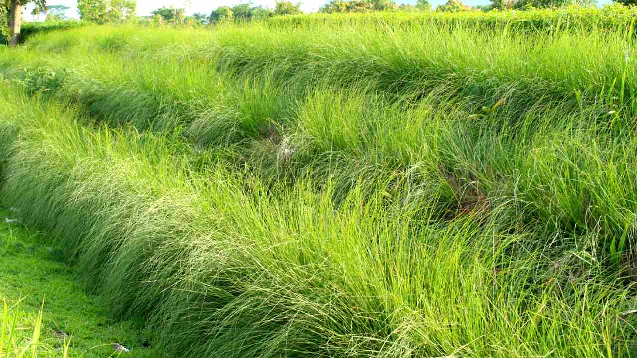 ঘাসের শিকড় দিয়ে তৈরি পর্দায় আরাম মিলুক গরমে।