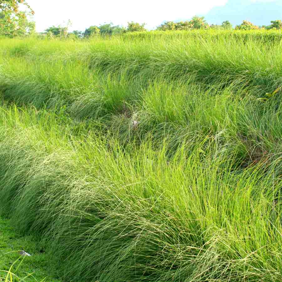 Keep Your Home Cool This Summer with Eco-Friendly Grass Curtains dgtl