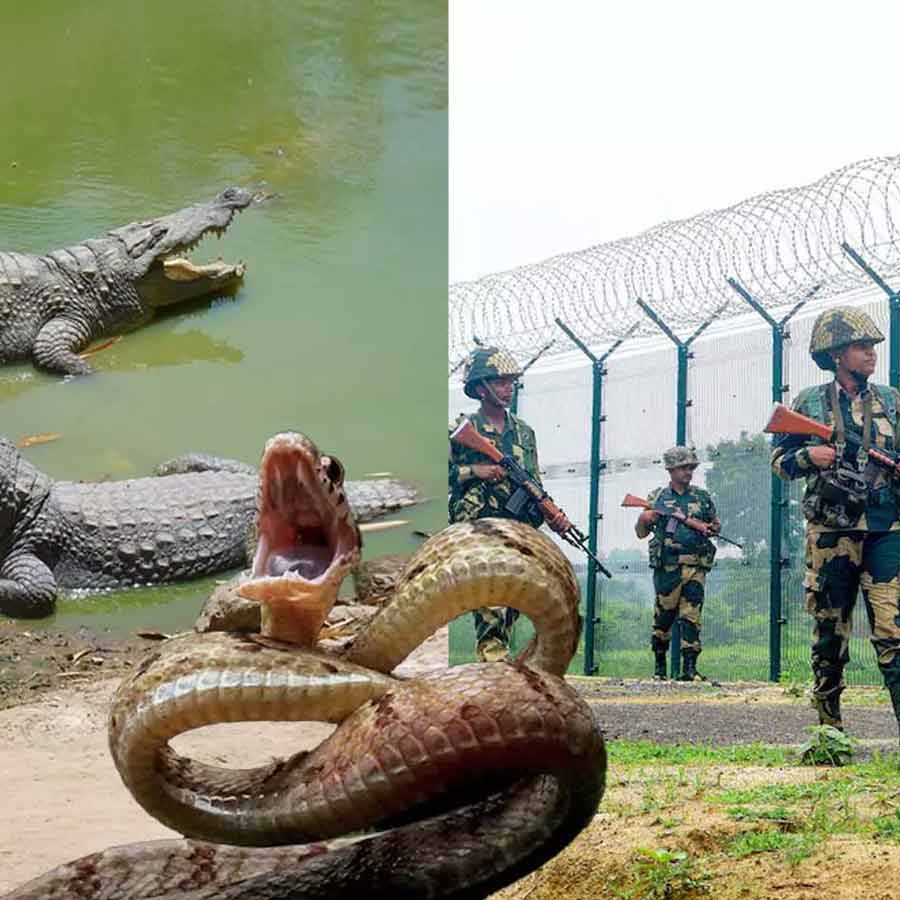 BSF Mulls Deploying Snakes, Crocodiles at Border  for Surveillance
