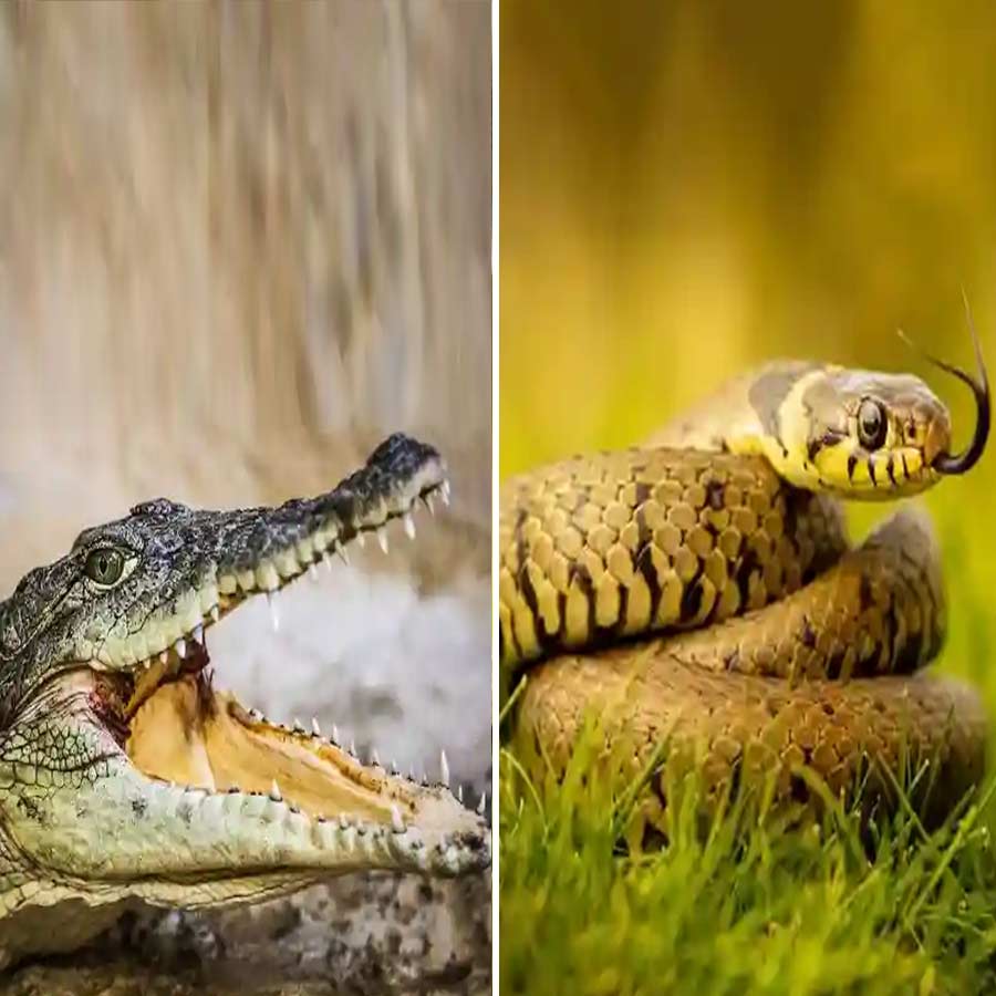 BSF Mulls Deploying Snakes, Crocodiles at Border  for Surveillance