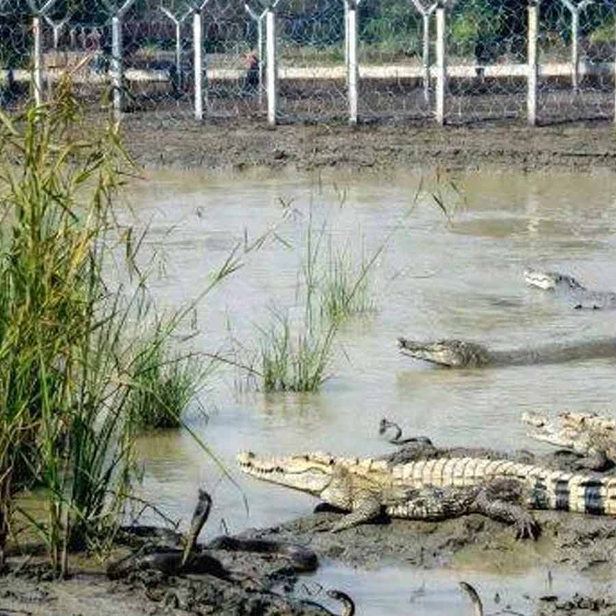 BSF Mulls Deploying Snakes, Crocodiles at Border  for Surveillance