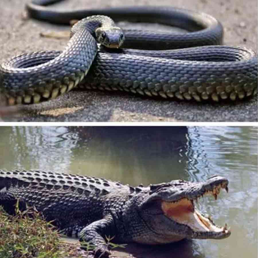 BSF Mulls Deploying Snakes, Crocodiles at Border  for Surveillance