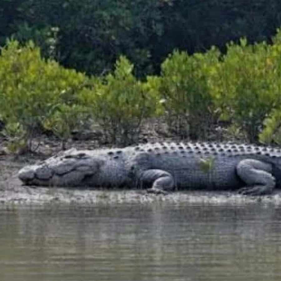 BSF Mulls Deploying Snakes, Crocodiles at Border  for Surveillance