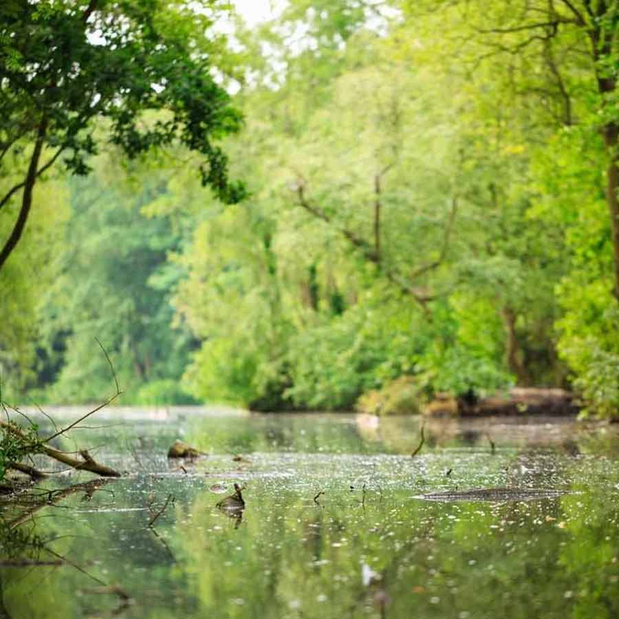 BSF Mulls Deploying Snakes, Crocodiles at Border  for Surveillance