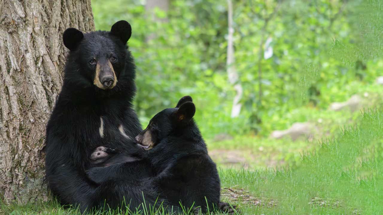 ভালুক দেখতেও সফর করা যায়। বাঘ দেখতে কানহা, পেঞ্চ যান লোকে, ভালুক দেখতে কোথায় যাওয়া যায়?