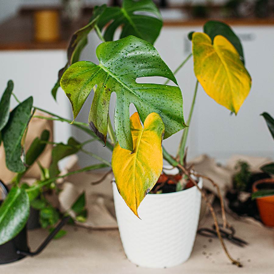 গাছ কেনার সময় তাজা, তবে কয়েকদিনে শুকিয়ে যাচ্ছে? কেন?