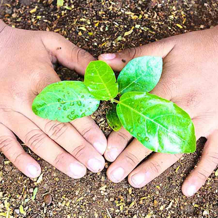 Nearly hundred saplings were destroyed due to storm