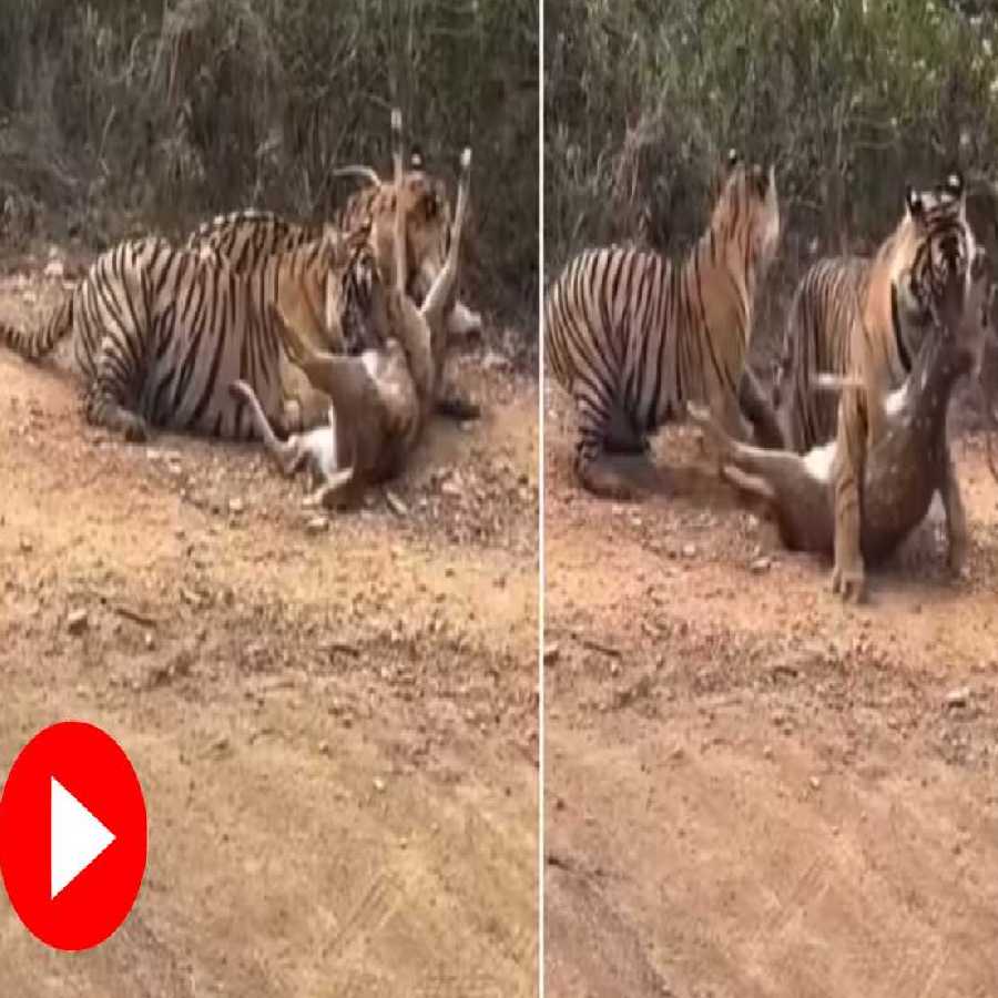 A video of two tigers fought after hunting deer at Ranthambore goes viral dgtl