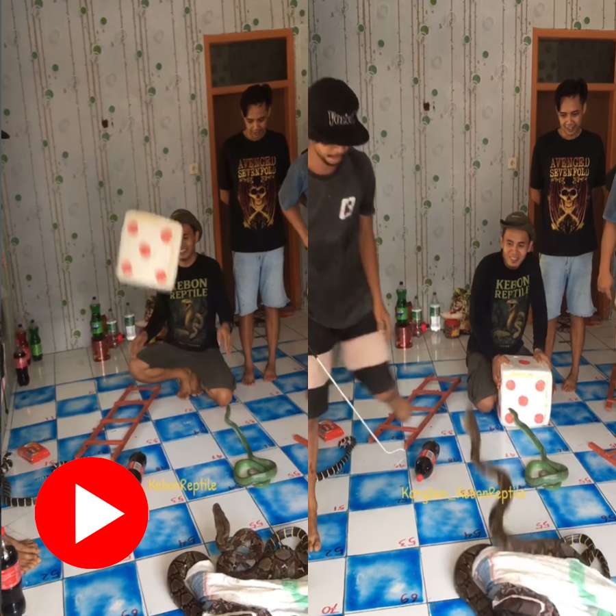 Video shows five youth playing snakes and ladders with real snakes