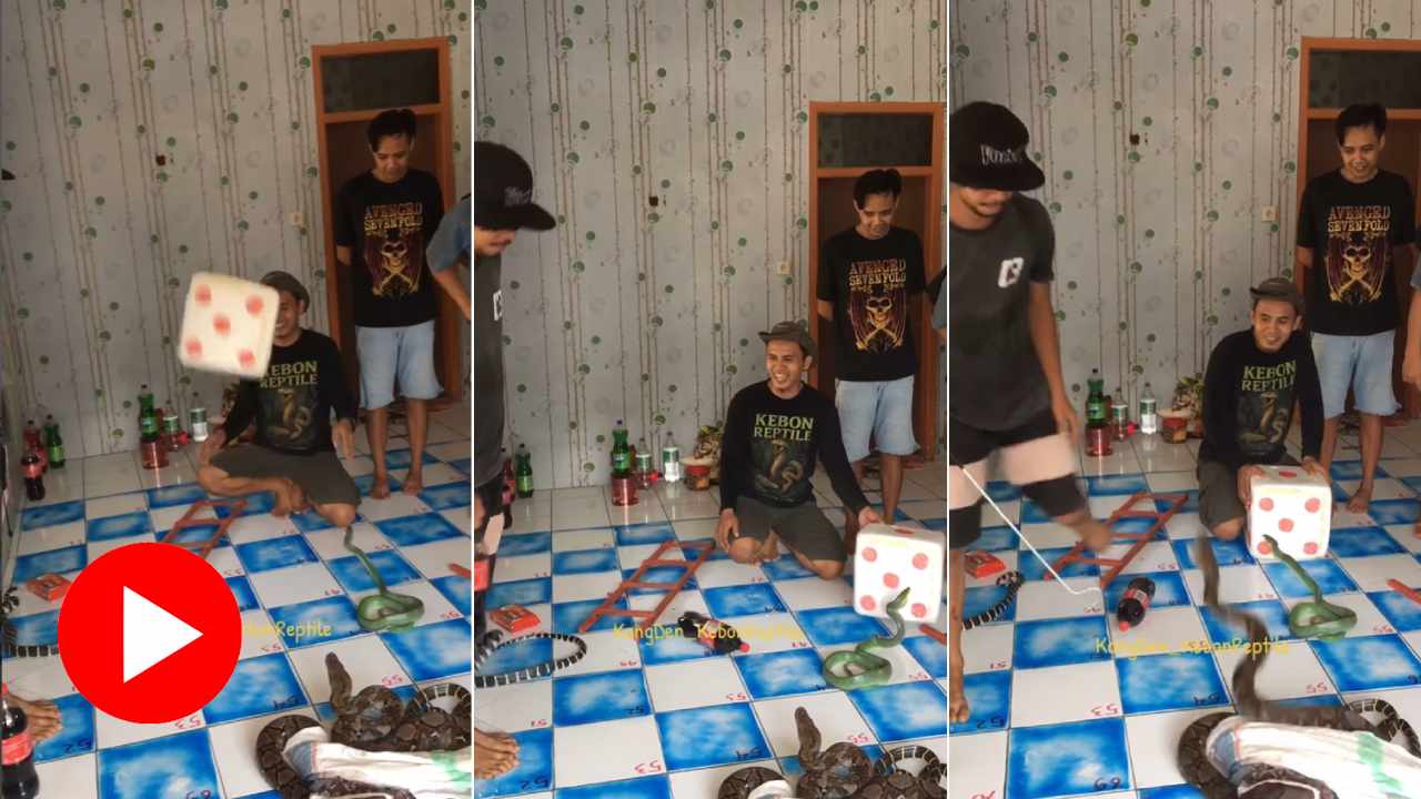 Video shows five youth playing snakes and ladders with real snakes