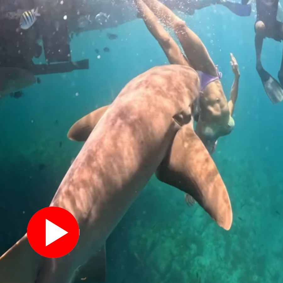 Video shows Nurse Shark bites Brazilian Surfer, what happens next