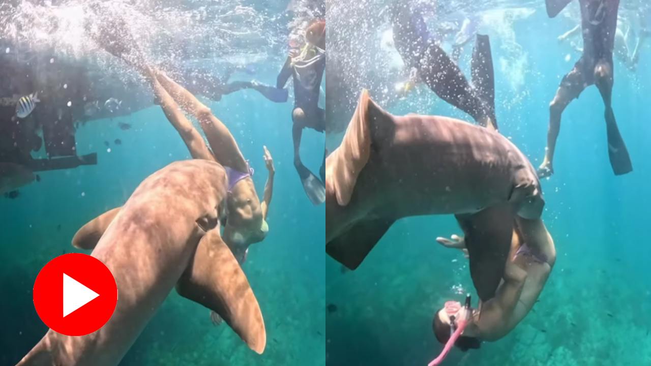 Video shows Nurse Shark bites Brazilian Surfer, what happens next