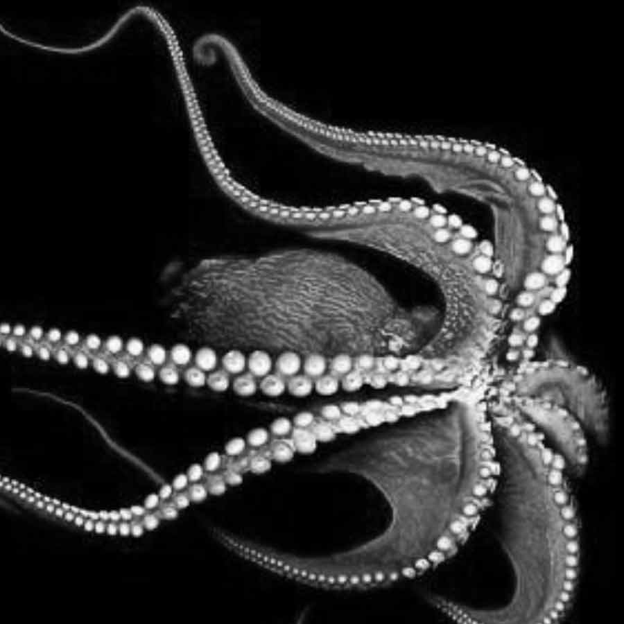 অক্টোপাস।