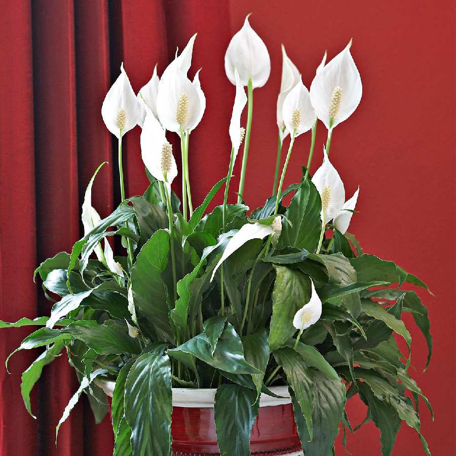 How to Make DIY Organic Fertilizer for a Peace Lily That Blooms All Year Round dgtl