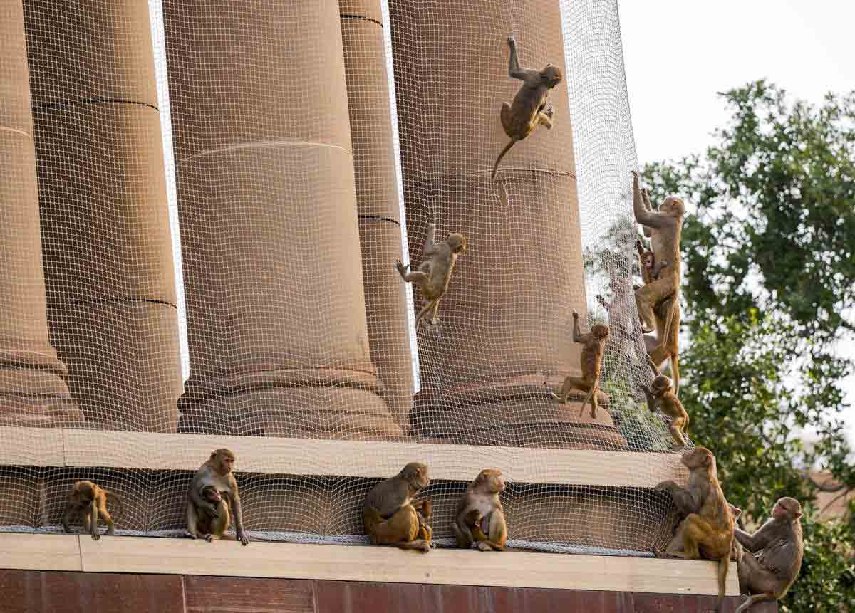 উৎপাত: রাইসিনা হিলের সাউথ ব্লকে বাঁদরের জটলা।