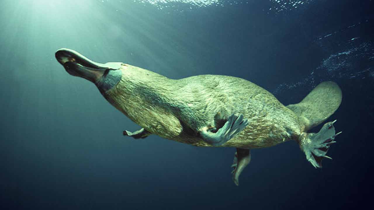 জলের নীচে ঢুকে শিকার ধরে প্ল্যাটিপাস।