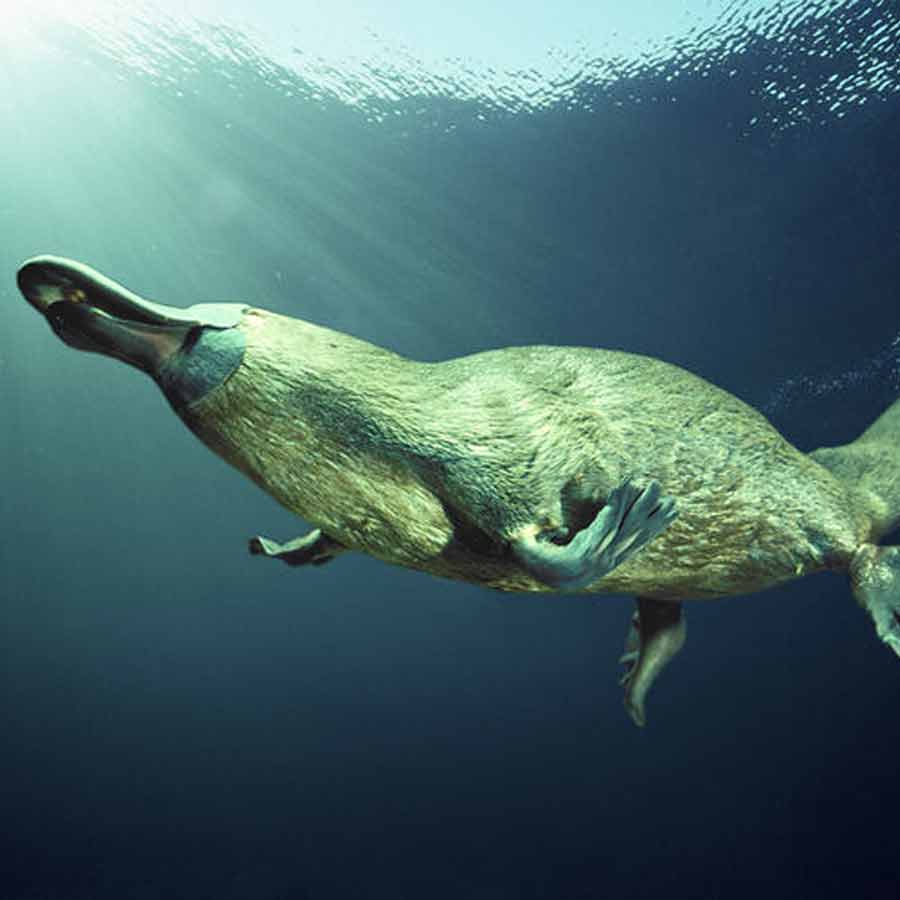 জলের নীচে ঢুকে শিকার ধরে প্ল্যাটিপাস।