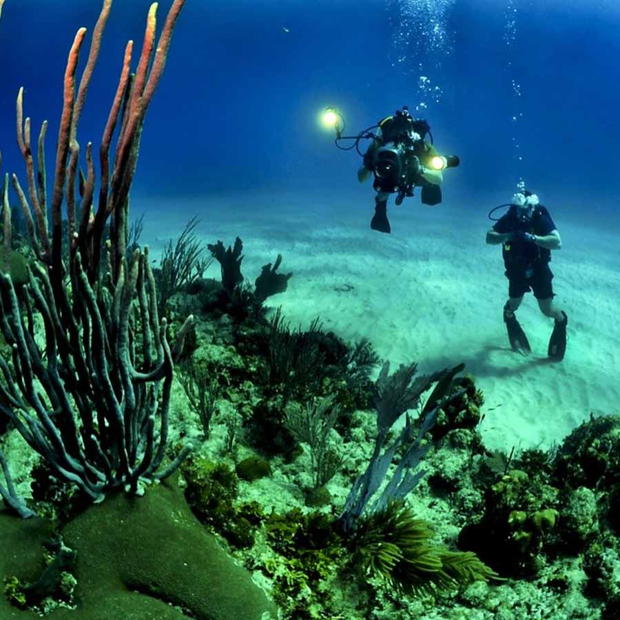 নিউ জ়িল্যান্ডের উত্তর-পূর্ব উপকূলে অবস্থিত কারমাডেক আর্ক। এই অঞ্চলের সমুদ্রপৃষ্ঠের গভীরে বিজ্ঞানীরা এমন একটি প্রাকৃতিক সোনার খনির সন্ধান পেয়েছেন যা তাক লাগিয়ে দিয়েছে গোটা বিশ্বকে। মহাসাগরের বিশাল বিস্তৃতির নীচে, দৃষ্টির আড়ালে সঞ্চিত হচ্ছে বিপুল পরিমাণ হলুদ ধাতু।