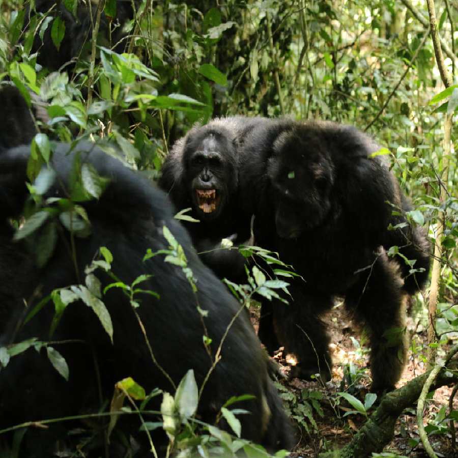  Civil War started between groups of chimpanzees in Uganda, say scientists