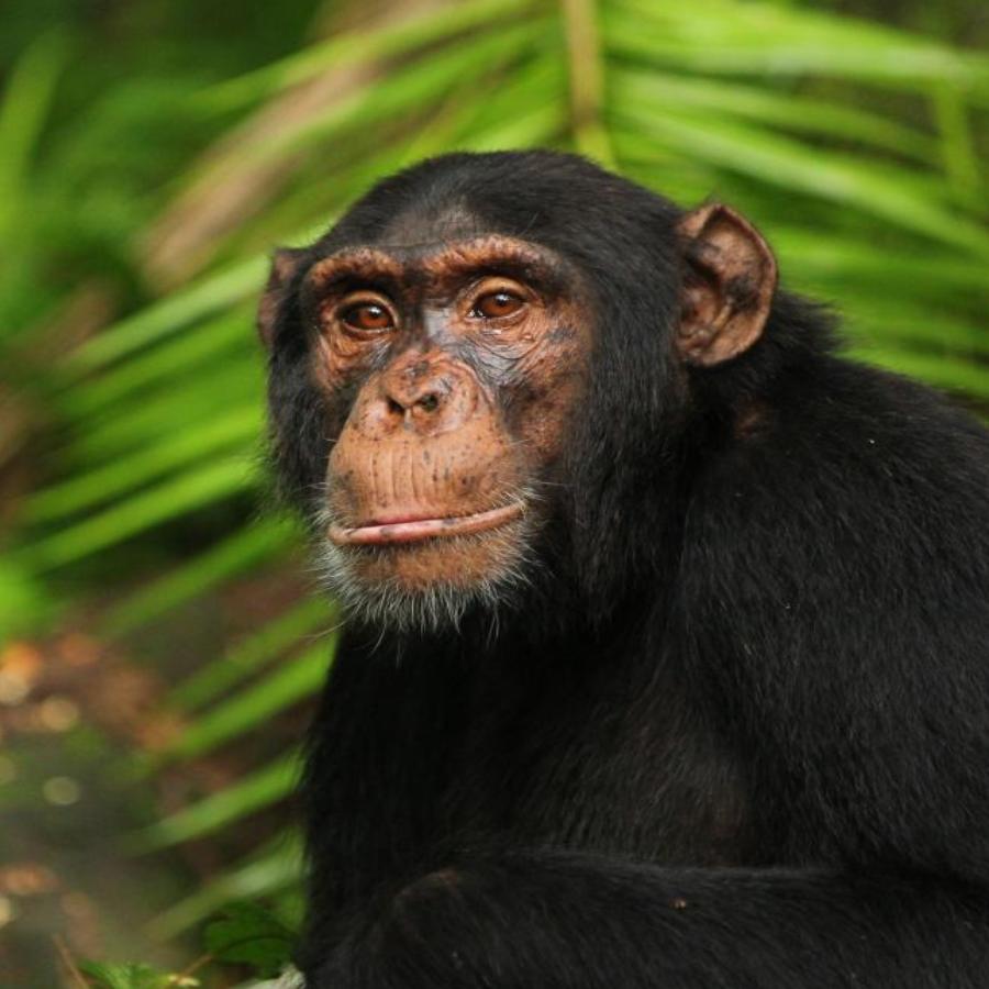  Civil War started between groups of chimpanzees in Uganda, say scientists