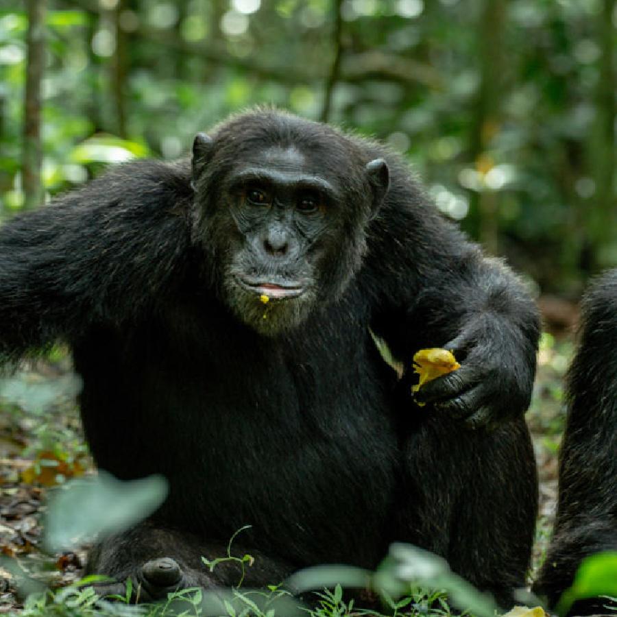  Civil War started between groups of chimpanzees in Uganda, say scientists