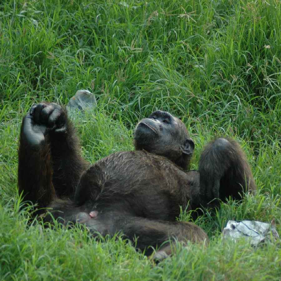  Civil War started between groups of chimpanzees in Uganda, say scientists