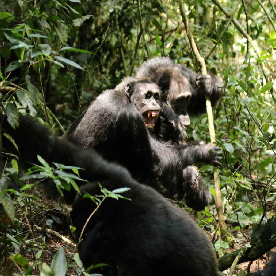  Civil War started between groups of chimpanzees in Uganda, say scientists