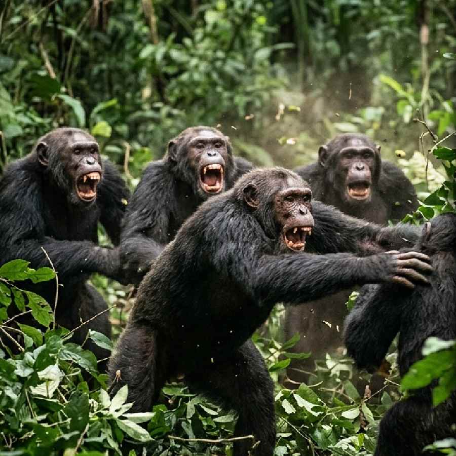 Civil War started between groups of chimpanzees in Uganda, say scientists