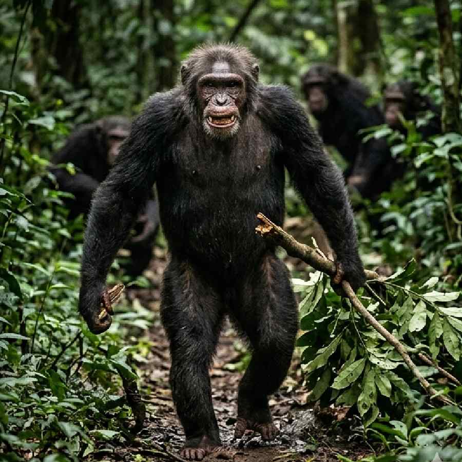 Civil War started between groups of chimpanzees in Uganda, say scientists