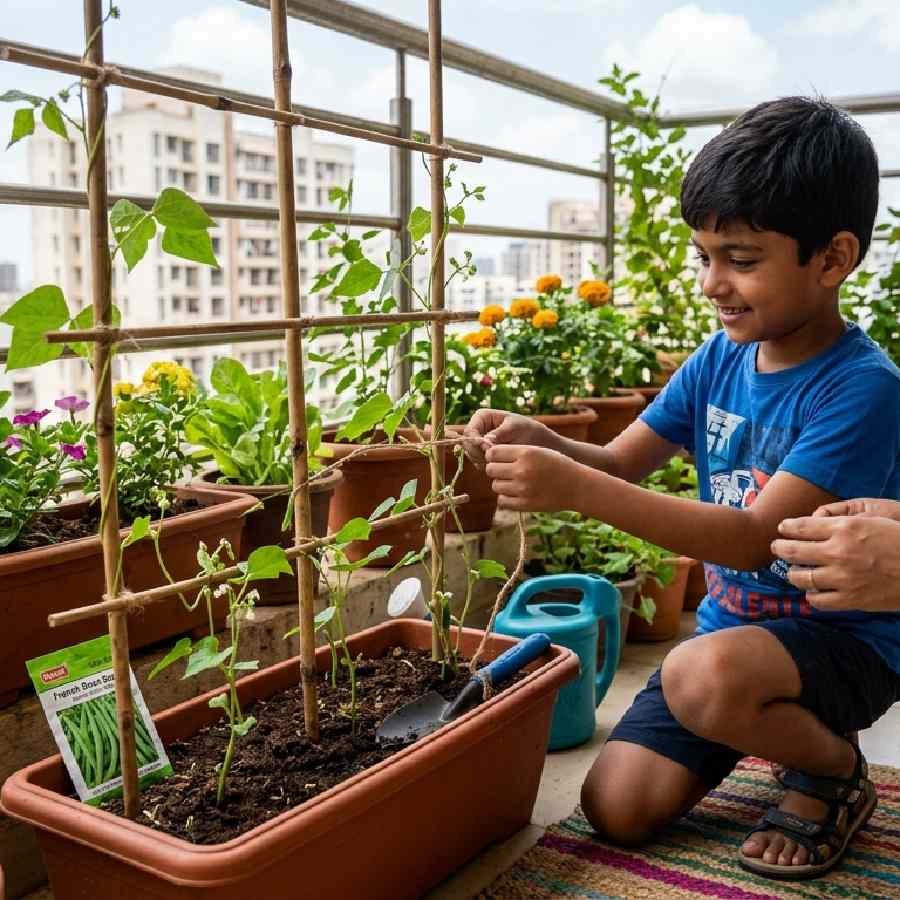 From Seed to Sprout, Fun Way for Kids to Grow Beans at Home