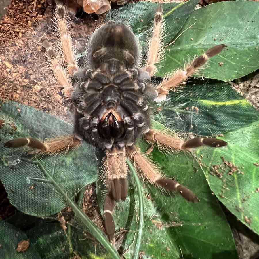 How a Honduras trip in 2017 turns out to be nightmare for 120 corporate employees