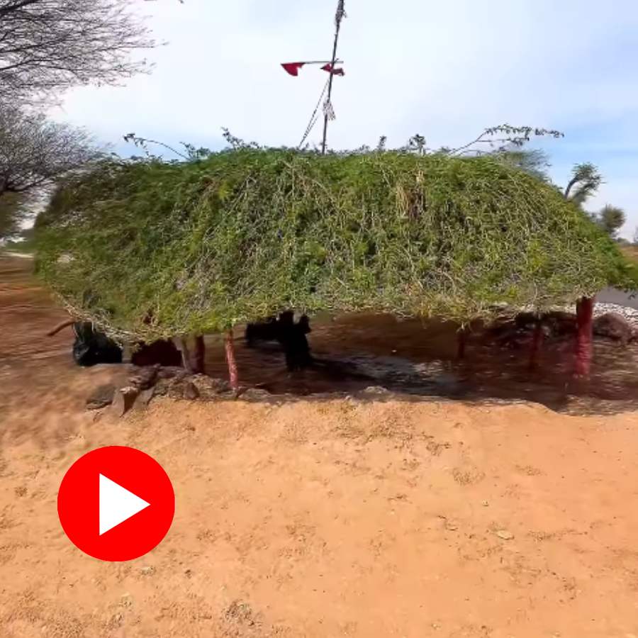 Video shows two women and a boy resting under bizarre looking tree to beat heat