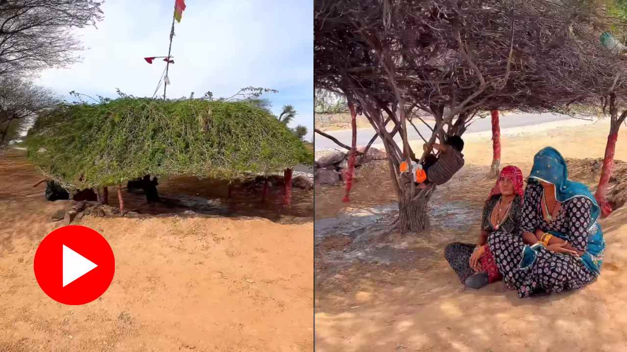 Video shows two women and a boy resting under bizarre looking tree to beat heat